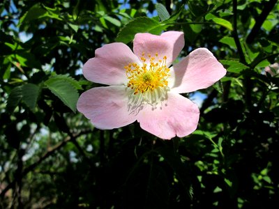 Blüte der Hunds-Rose (Rosa canina) in Hockenheim photo