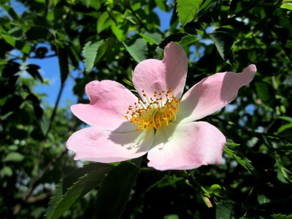 Blüte der Hunds-Rose (Rosa canina) in Hockenheim
