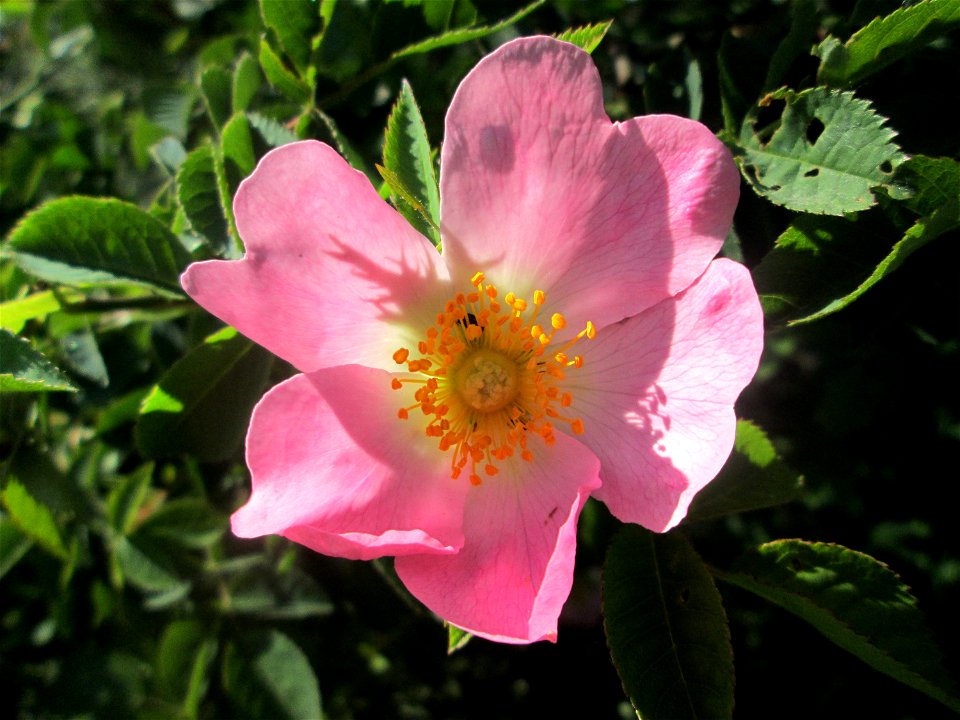 Blüte der Hunds-Rose (Rosa canina) auf einer Streuobstwiese in Hockenheim