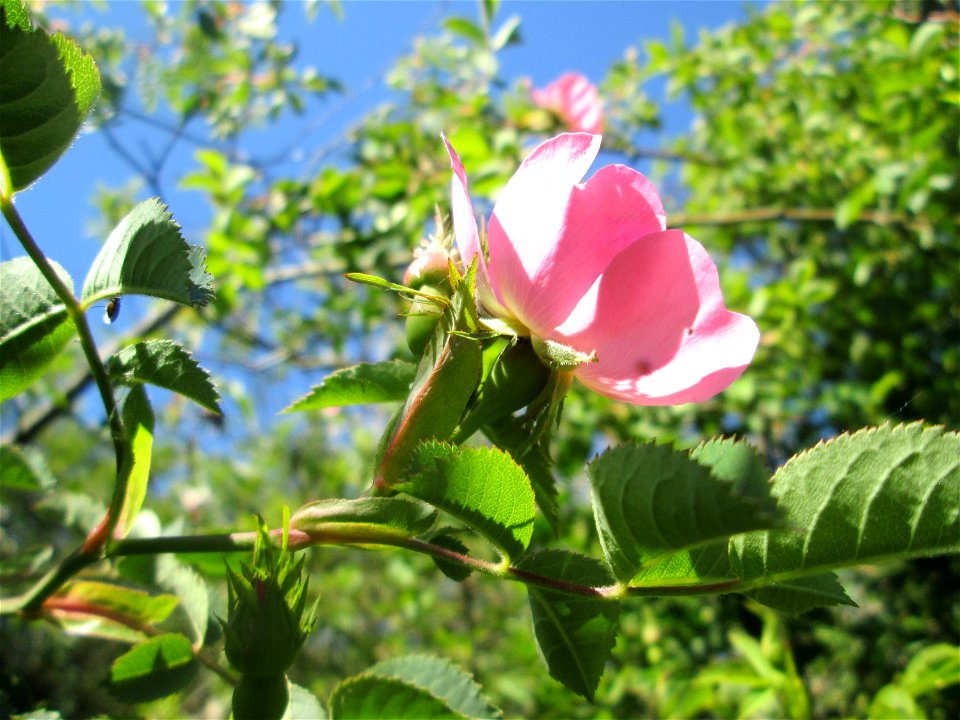 Blüte der Hunds-Rose (Rosa canina) auf einer Streuobstwiese in Hockenheim