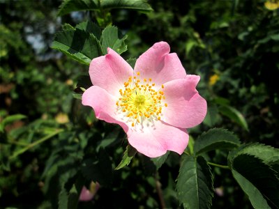 Blüte der Hunds-Rose (Rosa canina) in Hockenheim photo