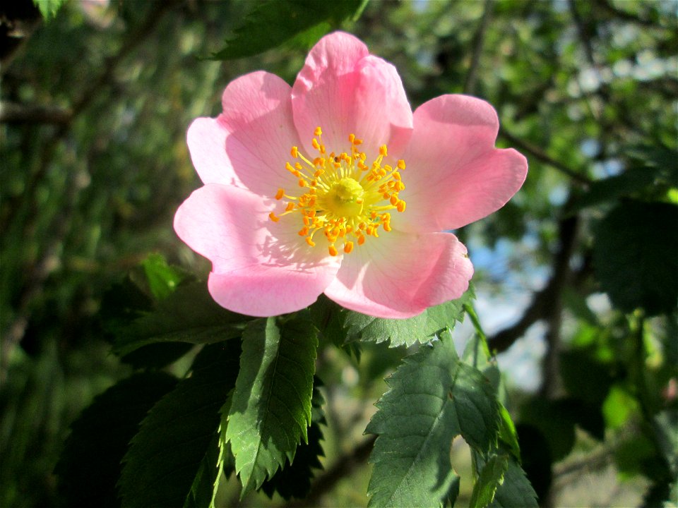 Blüte der Hunds-Rose (Rosa canina) in Hockenheim