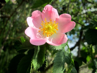 Blüte der Hunds-Rose (Rosa canina) in Hockenheim photo