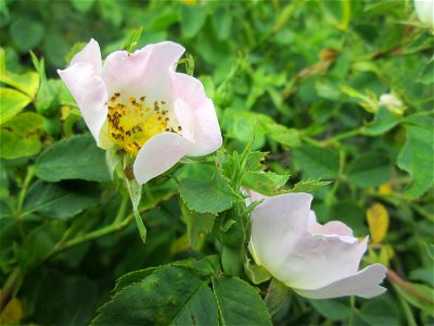 Hunds-Rose (Rosa canina) im Naturschutzgebiet „St. Arnualer Wiesen“ photo