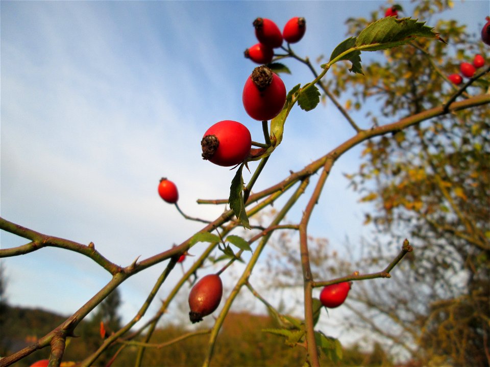 Hunds-Rose (Rosa canina) in einem aufgelassenen Gartengrundstück in Brebach