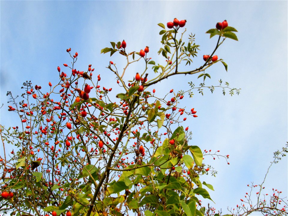 Hunds-Rose (Rosa canina) in einem aufgelassenen Gartengrundstück in Brebach