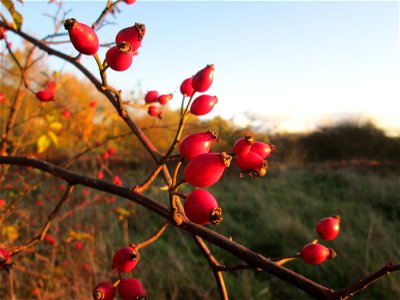 Hunds-Rose (Rosa canina) im Naturschutzgebiet „St. Arnualer Wiesen“
