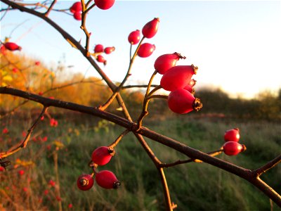 Hunds-Rose (Rosa canina) im Naturschutzgebiet „St. Arnualer Wiesen“ photo