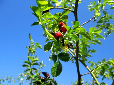 Hunds-Rose (Rosa canina) im Güdinger Allmet