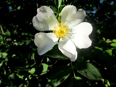 Frühzeitig aufgeblühte Hunds-Rose (Rosa canina) in der ehem. Bismarckanlage in Sankt Arnual