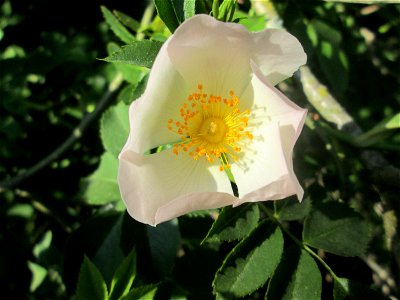 Frühzeitig aufgeblühte Hunds-Rose (Rosa canina) in der ehem. Bismarckanlage in Sankt Arnual