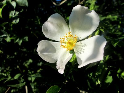 Frühzeitig aufgeblühte Hunds-Rose (Rosa canina) in der ehem. Bismarckanlage in Sankt Arnual