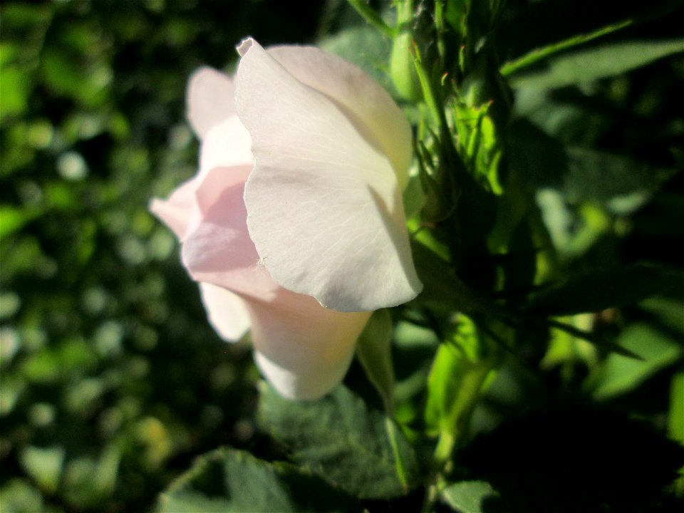 Frühzeitig aufgeblühte Hunds-Rose (Rosa canina) in der ehem. Bismarckanlage in Sankt Arnual