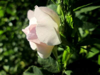 Frühzeitig aufgeblühte Hunds-Rose (Rosa canina) in der ehem. Bismarckanlage in Sankt Arnual