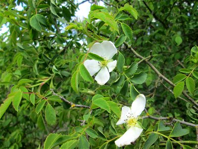 Hunds-Rose (Rosa canina) in einem aufgelassenen Gartengrundstück in Brebach