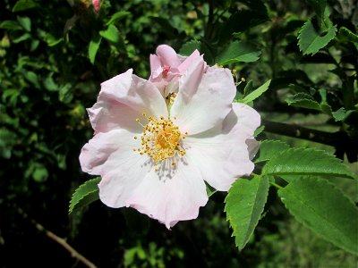 Hunds-Rose (Rosa canina) im Naturschutzgebiet "St. Arnualer Wiesen"