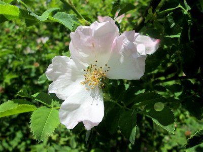 Hunds-Rose (Rosa canina) im Naturschutzgebiet "St. Arnualer Wiesen"