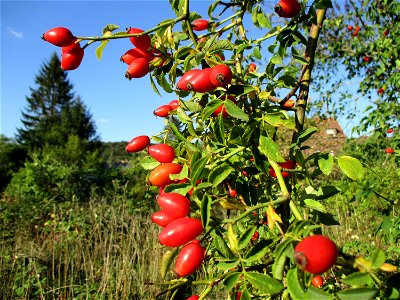 Hunds-Rose (Rosa canina) in einem aufgelassenen Gartengrundstück in Brebach