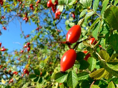 Image title: Dog rose hips Image from Public domain images website, http://www.public-domain-image.com/full-image/flora-plants-public-domain-images-pictures/bushes-and-shrubs-public-domain-images-pict photo