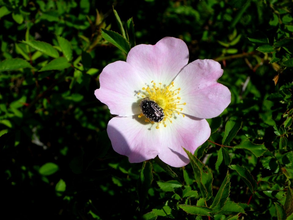 Delicate flower rosa canina taken in May 2012 in my own land, village of Tagliabosco, Montella, Italy.