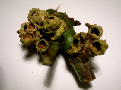 Moss, bedeguar or Robin's pincushion gall on Dog Rose