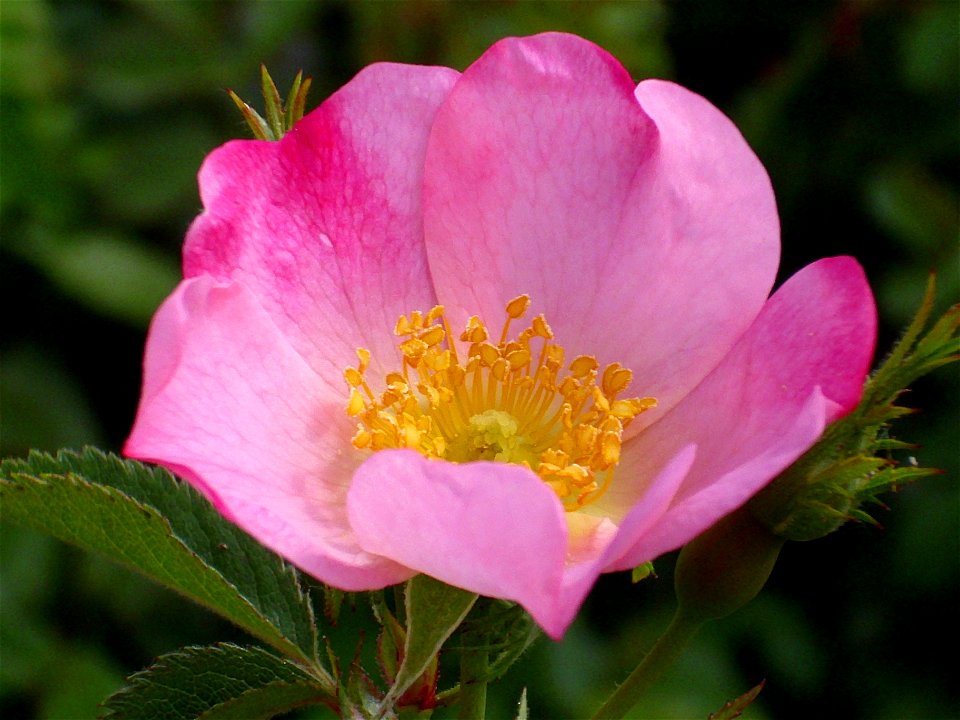 Rosa canina close up, Campo de Calatrava, Spain