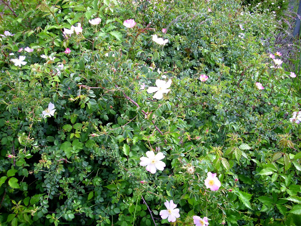 Rosa canina habit Dehesa Boyal de Puertollano, Spain