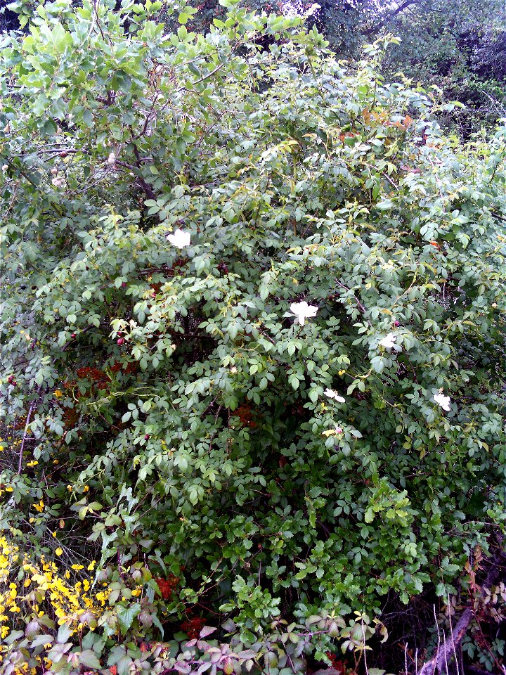 Rosa canina habitus, Sierra Madrona, Spain