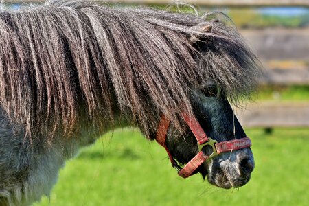 Black small horse breed