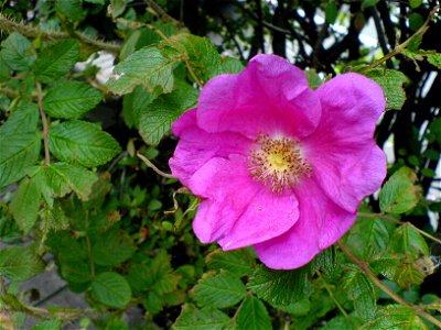 Rosa rugosa bloom (rugosa rose, beach rose, Japanese rose, Ramanas rose, or letchberry) photo