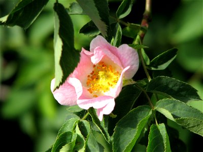 Rosa canina flower photo