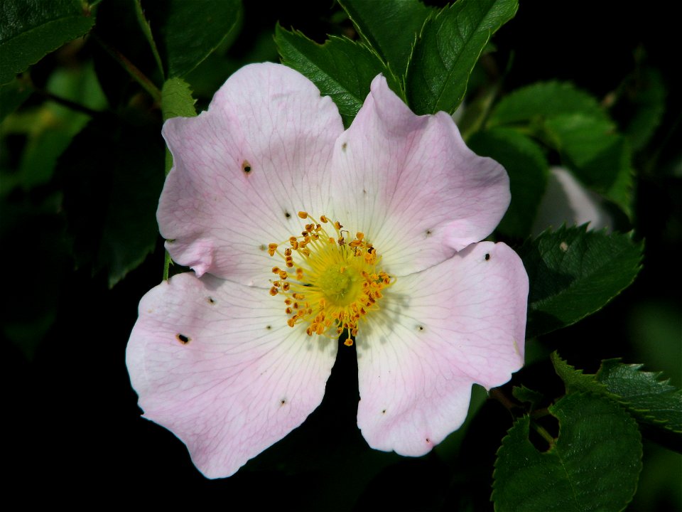 Rosa canina flower
