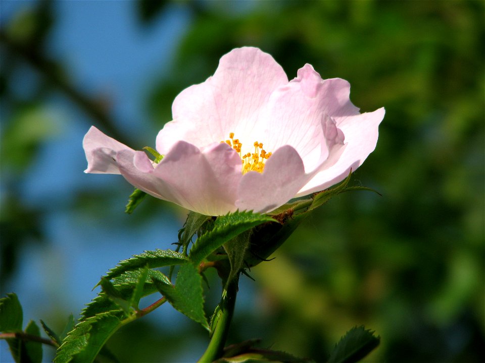 Rosa canina flower