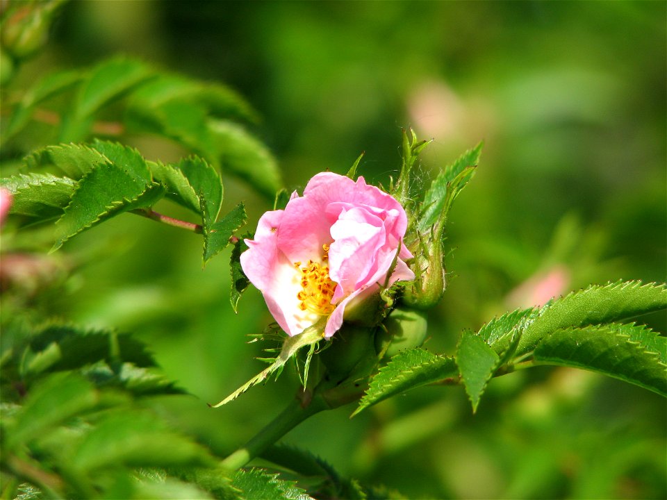 Rosa canina flower