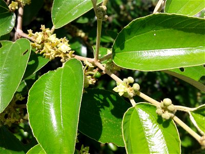 நரி இலந்தை Botanical name - Ziziphus Nummularia Common name - Jharber Nativity – India Fruit is edible; Leaves provde fodder ; Shrub prevents wind erosion ; Used to treat bilious afflic photo