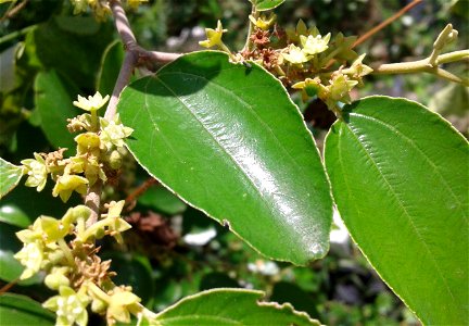 நரி இலந்தை
Botanical name - Ziziphus Nummularia
Common name -  Jharber
Nativity – India
Fruit  is edible; Leaves provde  fodder ; Shrub  prevents  wind erosion ; Used to treat bilious afflic
