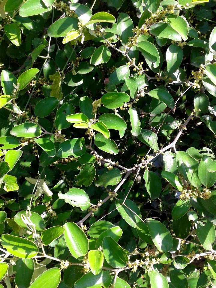 நரி இலந்தை
Botanical name - Ziziphus Nummularia
Common name -  Jharber
Nativity – India
Fruit  is edible; Leaves provde  fodder ; Shrub  prevents  wind erosion ; Used to treat bilious afflic