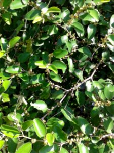 நரி இலந்தை
Botanical name - Ziziphus Nummularia
Common name -  Jharber
Nativity – India
Fruit  is edible; Leaves provde  fodder ; Shrub  prevents  wind erosion ; Used to treat bilious afflic