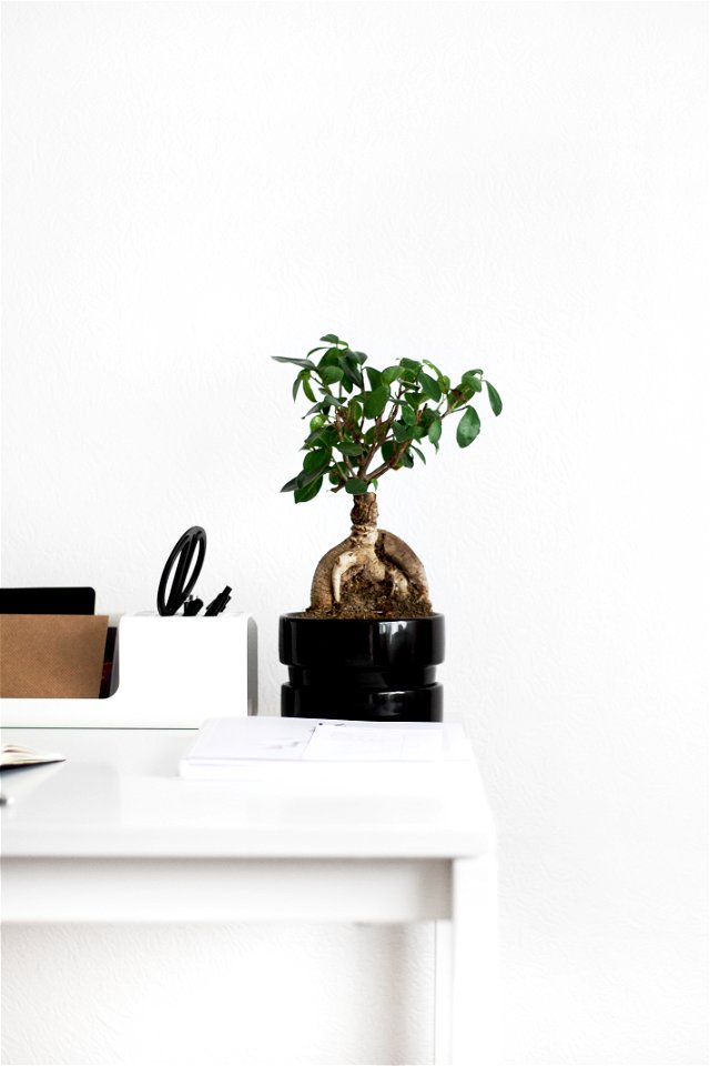 Ficus microcarpa 'Ginseng'
