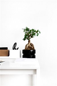 Ficus microcarpa 'Ginseng'