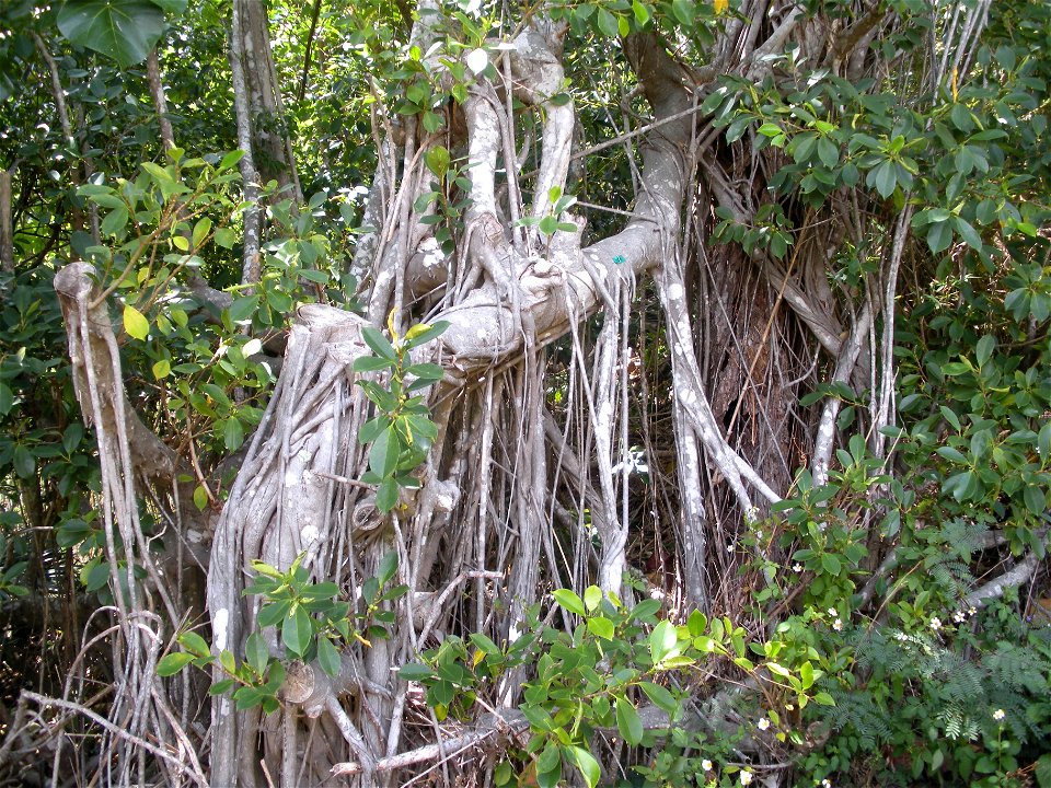 Ficus microcarpa in Bonin Islands Hahajima Island