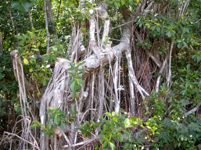 Ficus microcarpa in Bonin Islands Hahajima Island