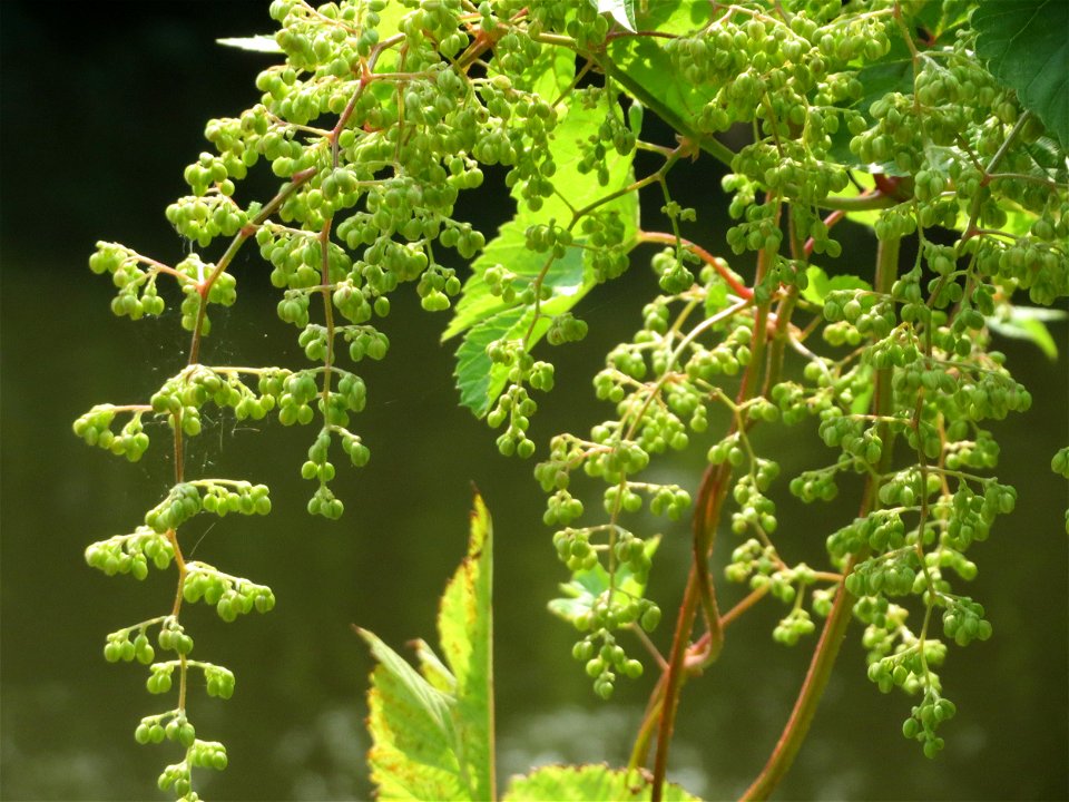 Wilder Hopfen (Humulus lupulus) an der Saar in Saarbrücken