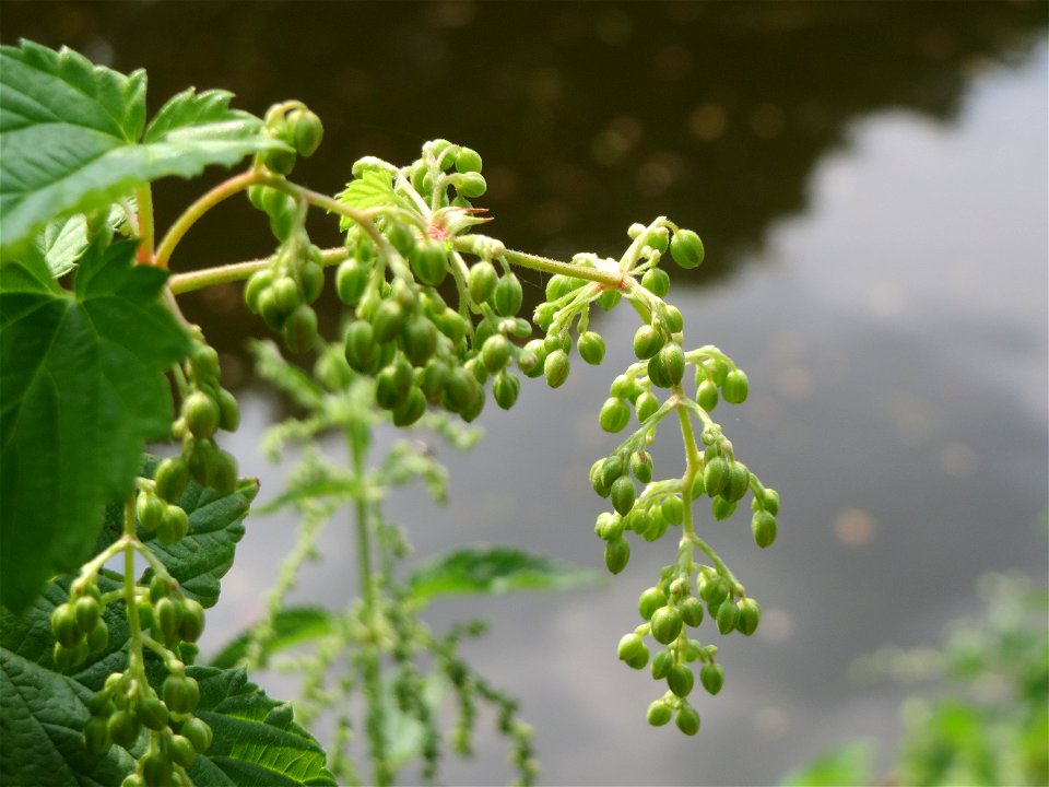 Wilder Hopfen (Humulus lupulus) an der Saar in Saarbrücken photo