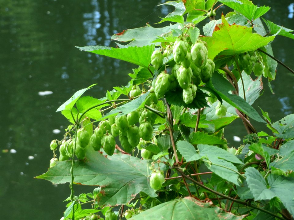 Wilder Hopfen (Humulus lupulus) an der Saar in Saarbrücken photo