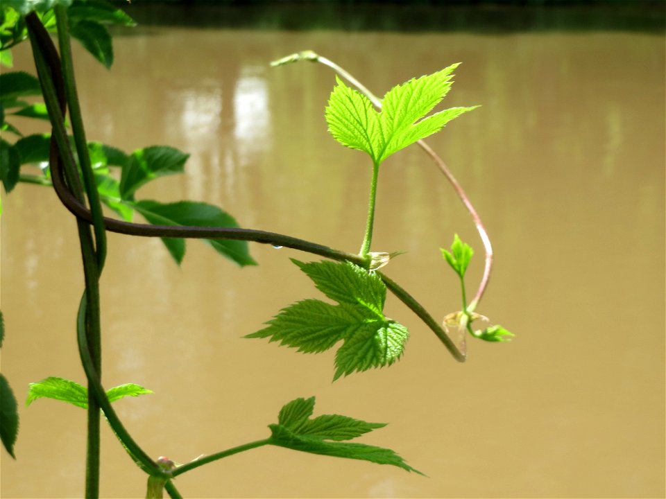 Wilder Hopfen (Humulus lupulus) an der Saar in Saarbrücken