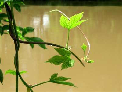 Wilder Hopfen (Humulus lupulus) an der Saar in Saarbrücken