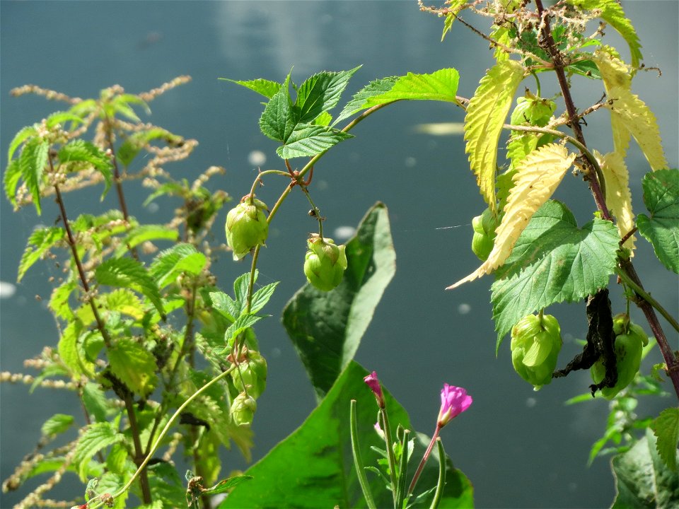 Wilder Hopfen (Humulus lupulus), Weidenröschen (Epilobium hirsutum) und Brennnessel (Urtica dioica) an der Saar in Saarbrücken