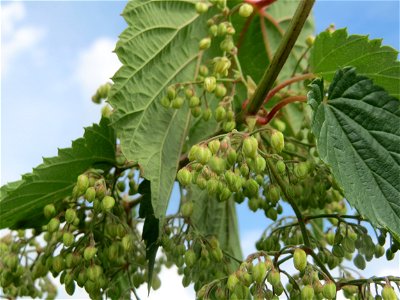 Wilder Hopfen (Humulus lupulus) auf einer Ruderalfläche in Hockenheim