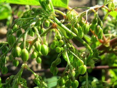 Wilder Hopfen (Humulus lupulus) in einem aufgelassenem Schrebergarten in Hockenheim. Nachdem die Schrebergärten am Kraichbach im Februar/März 2016 einplaniert wurden, hat sich zunächst wieder eine unb